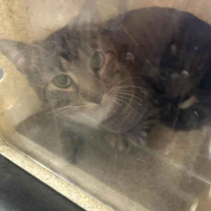 A young small-sized male Gray / Blue / Silver Domestic Short Hair cat named Lovely for adoption in Philadelphia, PA