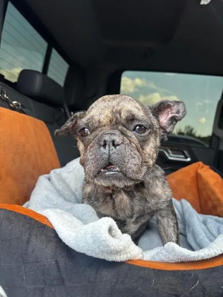 A senior small-sized female Pug dog named Jolene  TX for adoption in Bryan, TX