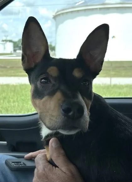 A young medium-sized female Terrier dog named Mary for adoption in West Memphis, AR