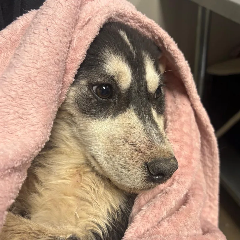 A baby small-sized male Gray / Blue / Silver Husky dog named Joey for adoption in Yuma, AZ