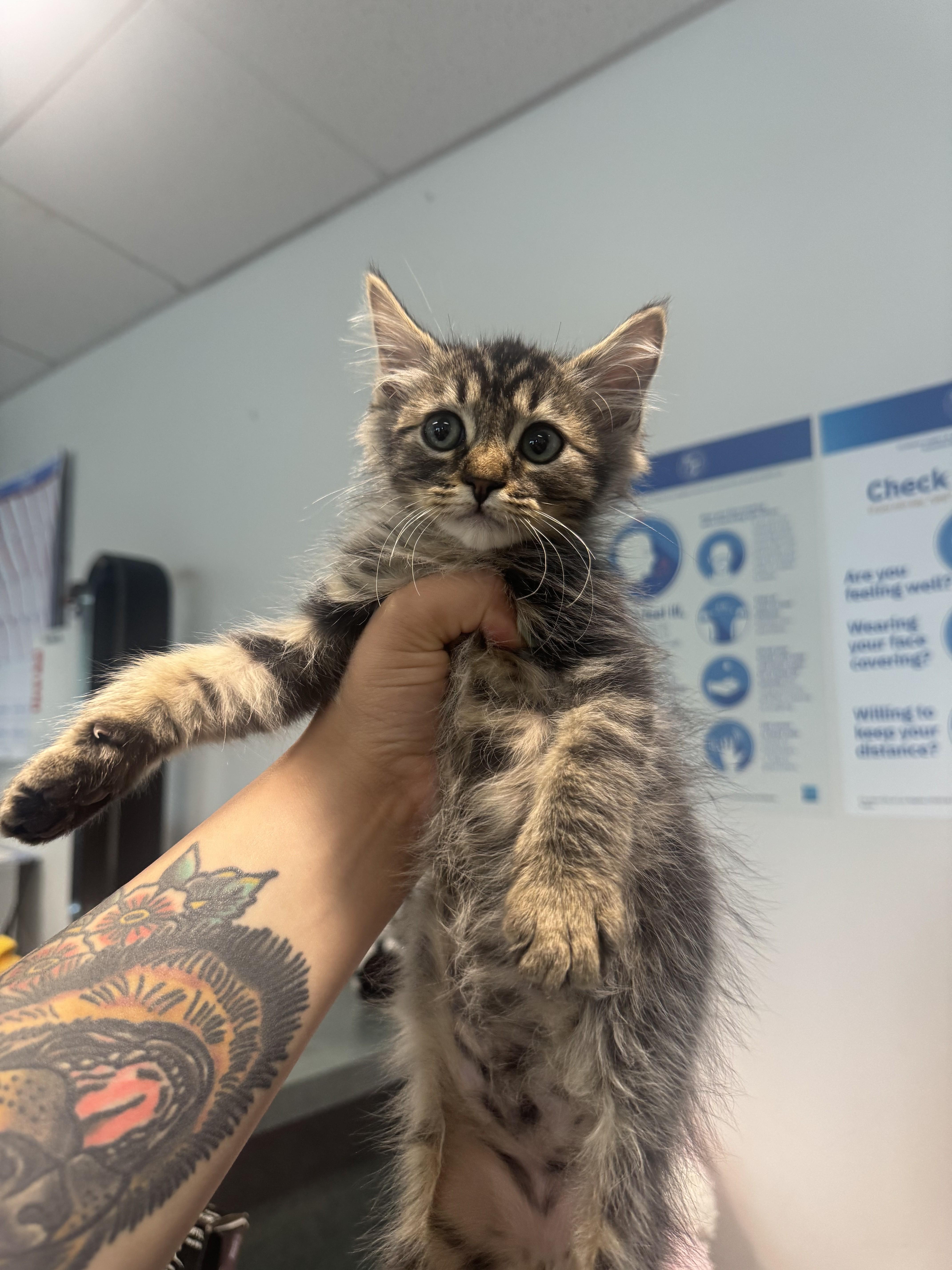A baby small-sized male Domestic Short Hair cat named Aurora for adoption in Chatsworth, CA