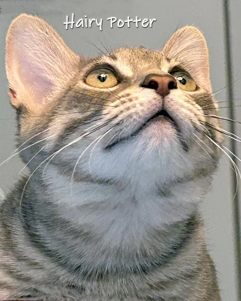 Hairy Potter thumbnail 3