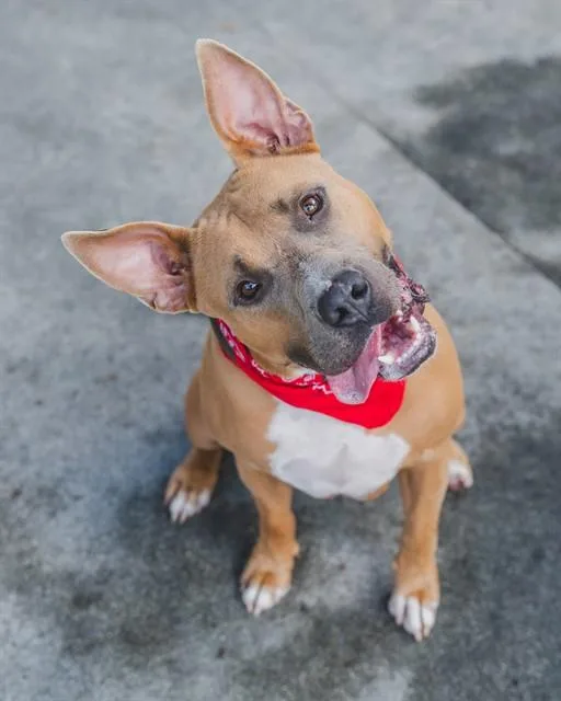 A young large-sized male Bull Terrier dog named Rowan for adoption in Miami, FL