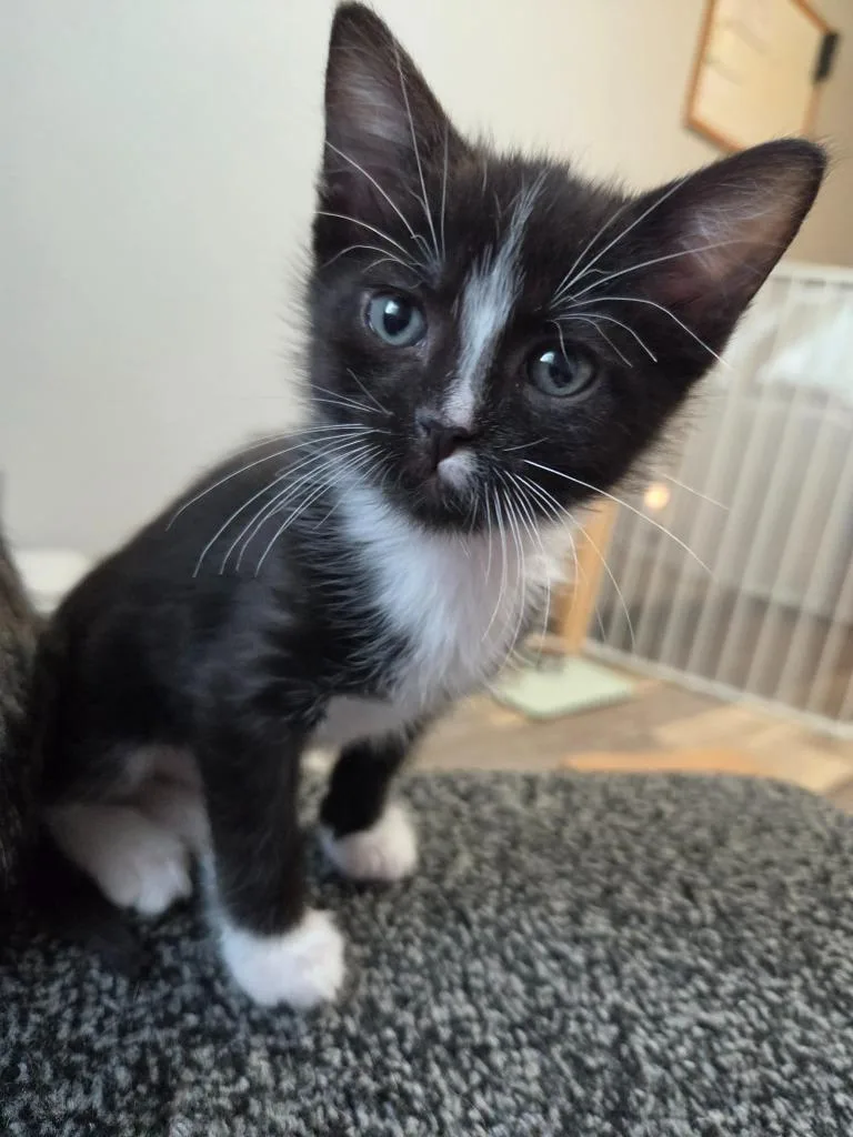 A young small-sized male Black & White / Tuxedo Domestic Short Hair cat named Pumpernickle for adoption in Webster City, IA