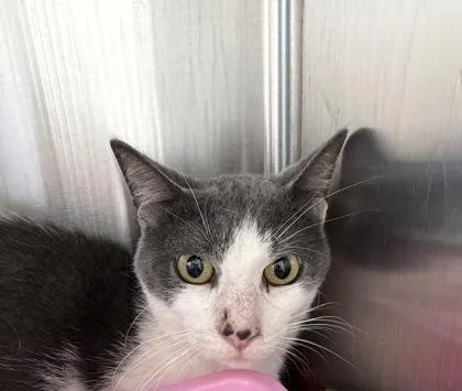 An adult small-sized male Domestic Short Hair cat named Fletcher for adoption in Westland, MI