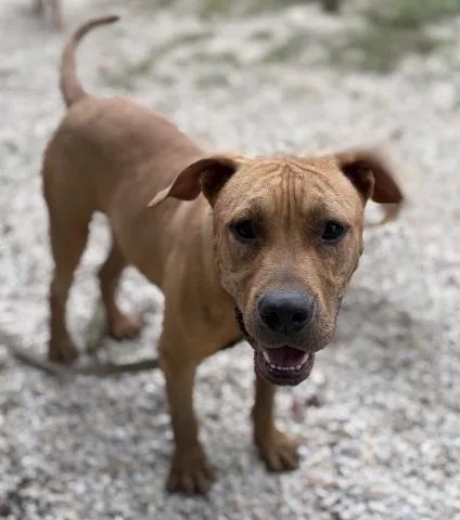A young large-sized male Mixed Breed dog named Aslan for adoption in Pensacola, FL