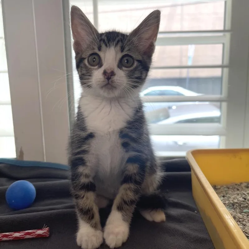 A baby small-sized male Domestic Short Hair cat named Winton for adoption in Los Angeles, CA