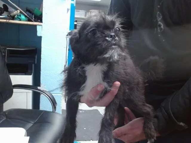 A baby small-sized female Pug dog named Catan for adoption in Albuquerque, NM