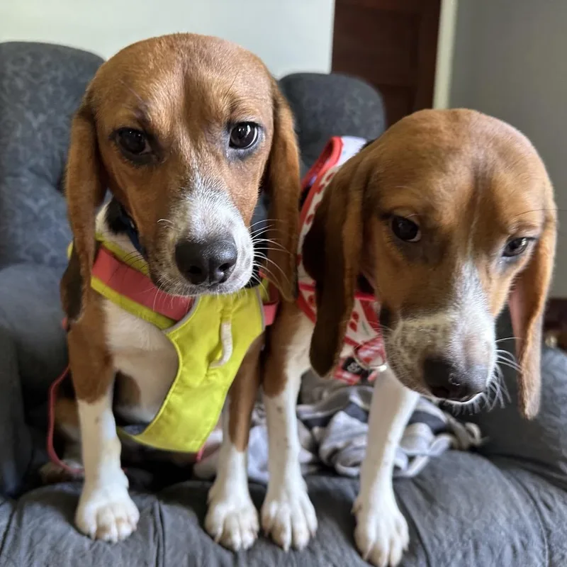 An adult small-sized female Beagle dog named Gretchen for adoption in Middle Village, NY