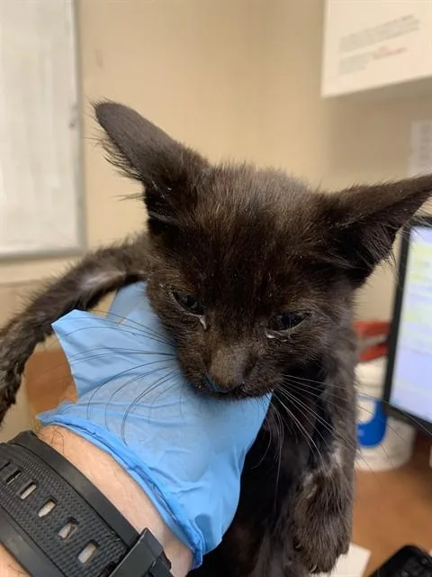 A baby small-sized female Domestic Short Hair cat named Luna for adoption in San Jose, CA