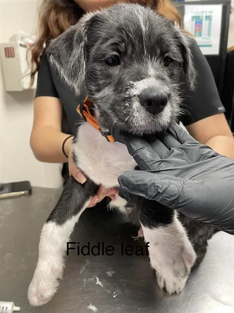 A baby small-sized male German Wirehaired Pointer dog named Fiddle Leaf for adoption in Sugar Land, TX