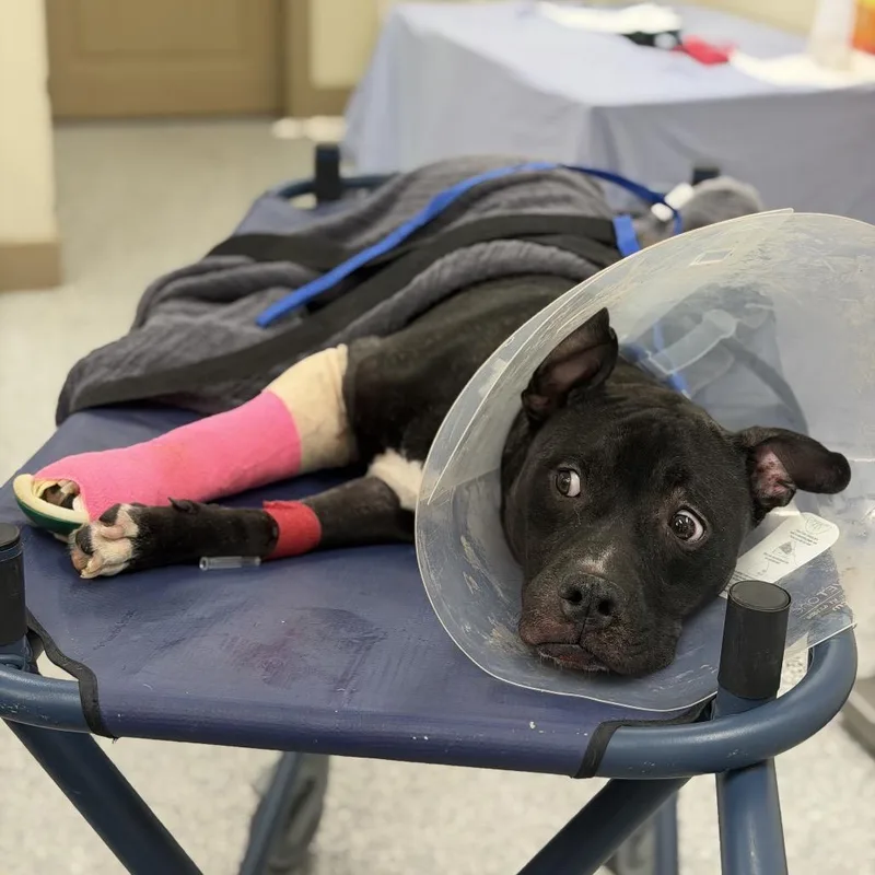 An adult medium-sized male Black Mixed Breed dog named Oreo McFlurry for adoption in LOXAHATCHEE, FL