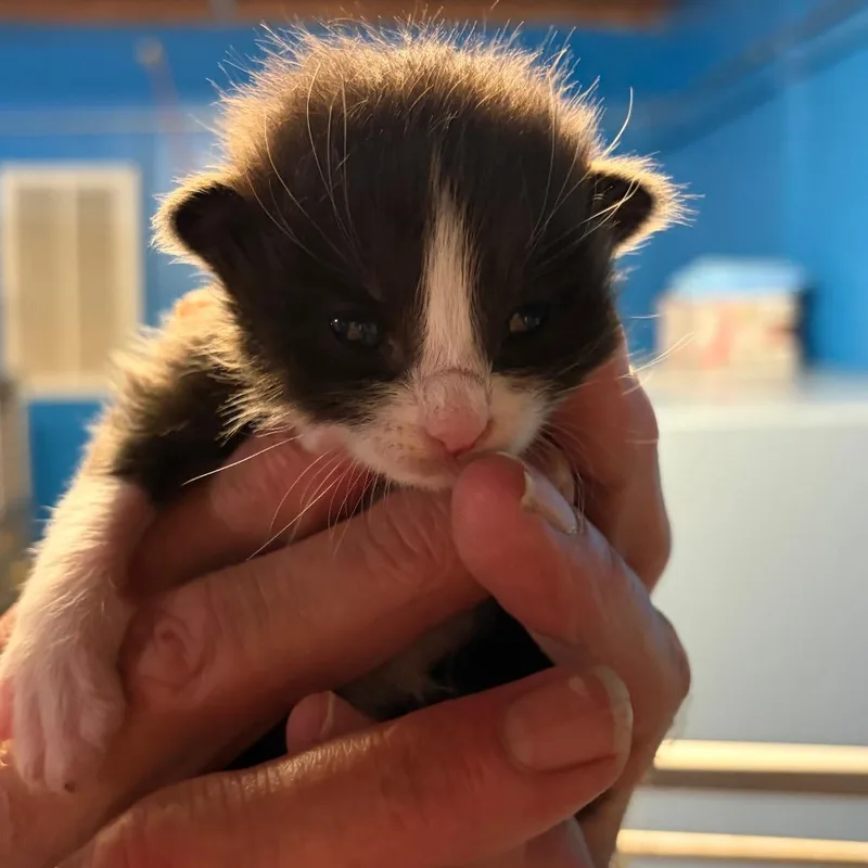 A baby small-sized male Black Domestic Short Hair cat named Goose for adoption in Houston, TX