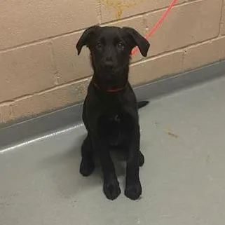 A baby small-sized female Black Labrador Retriever dog named Maple for adoption in Tacoma, WA