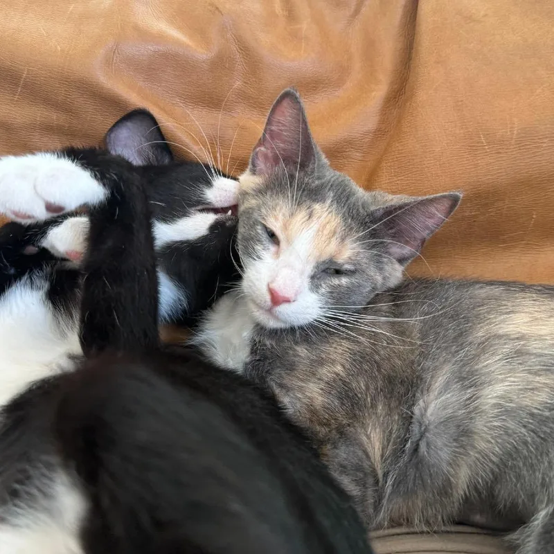 A baby small-sized female Calico Domestic Short Hair cat named Pink for adoption in Lauderhill, FL