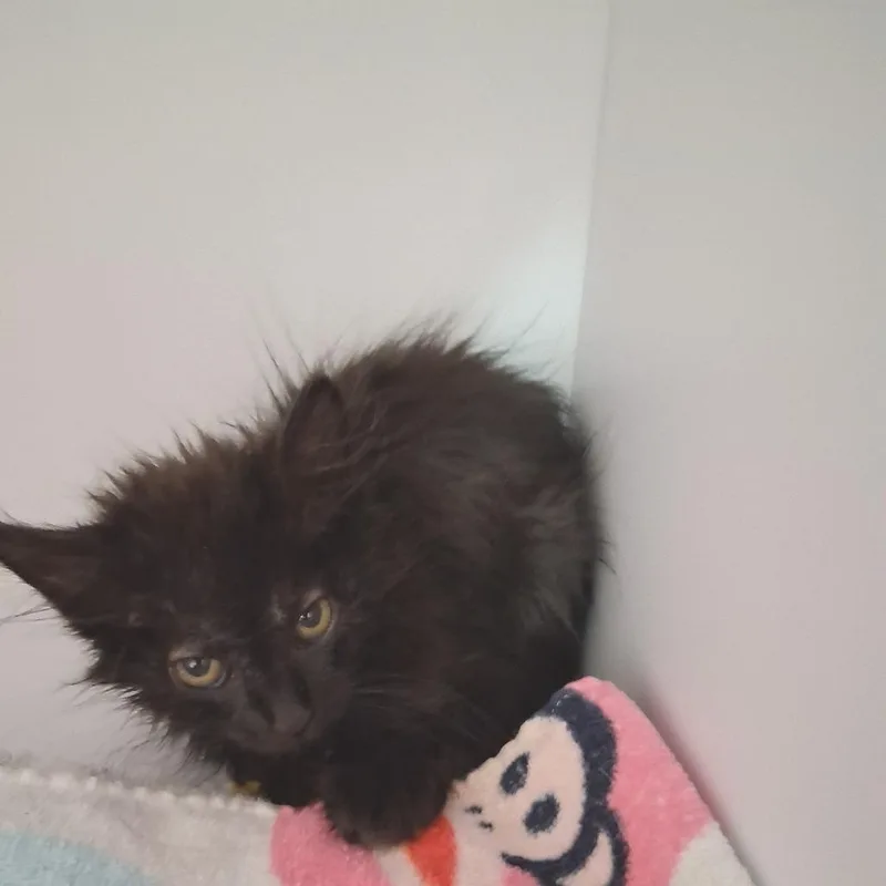A baby small-sized male Black Domestic Short Hair cat named Warrior for adoption in Kanab, UT