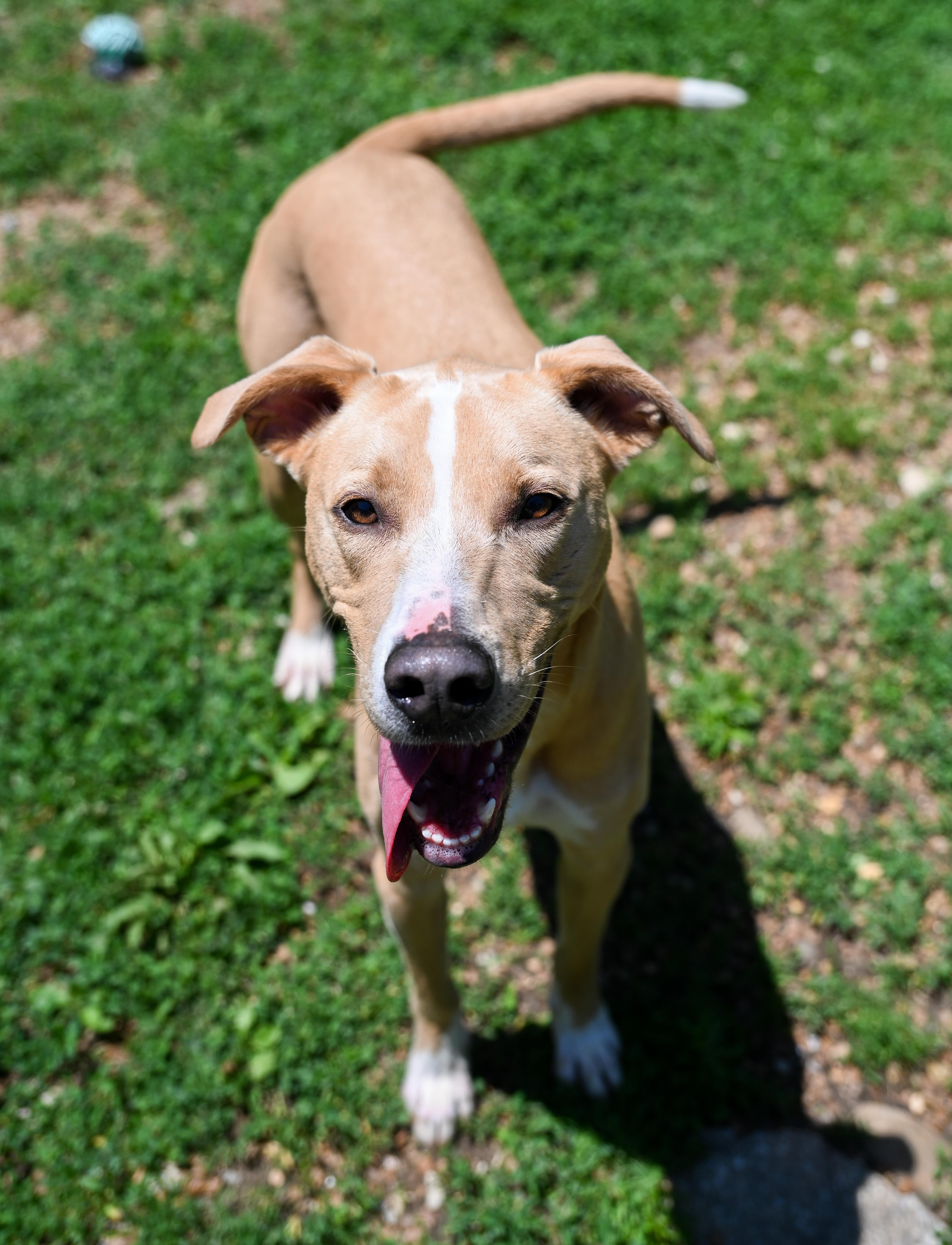 A young medium-sized male Yellow / Tan / Blond / Fawn Labrador Retriever dog named Arthur for adoption in Chattanooga, TN