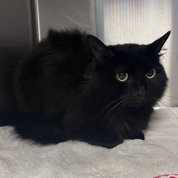A senior medium-sized female Domestic Medium Hair cat named Paisley for adoption in Easton, PA