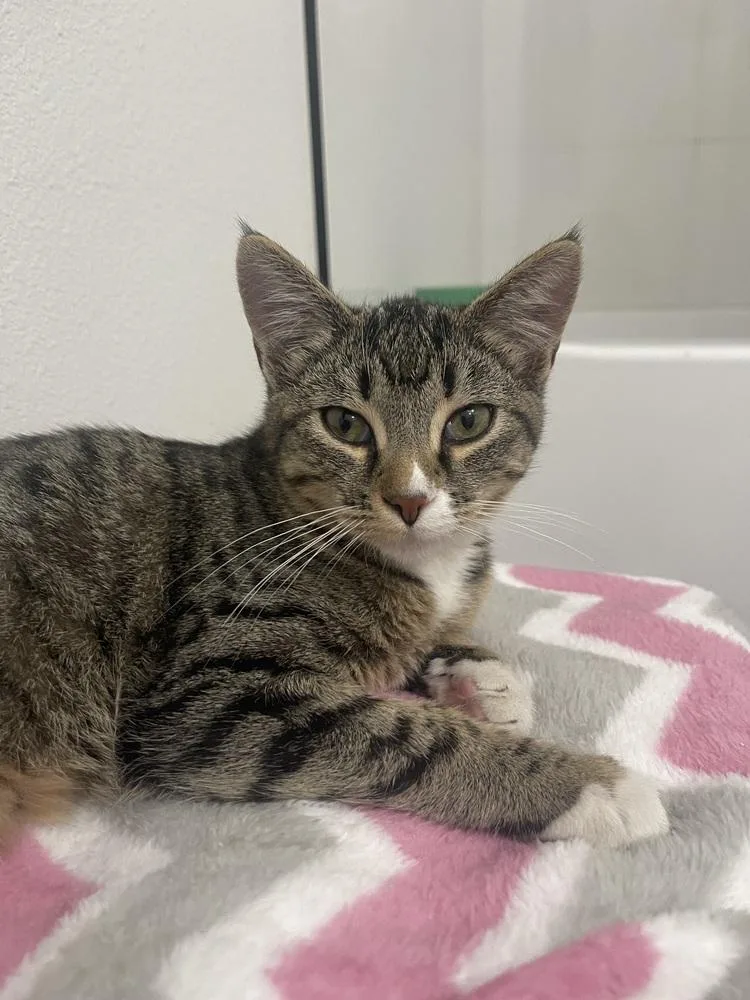 Mountain Dew Baja Blast thumbnail 2