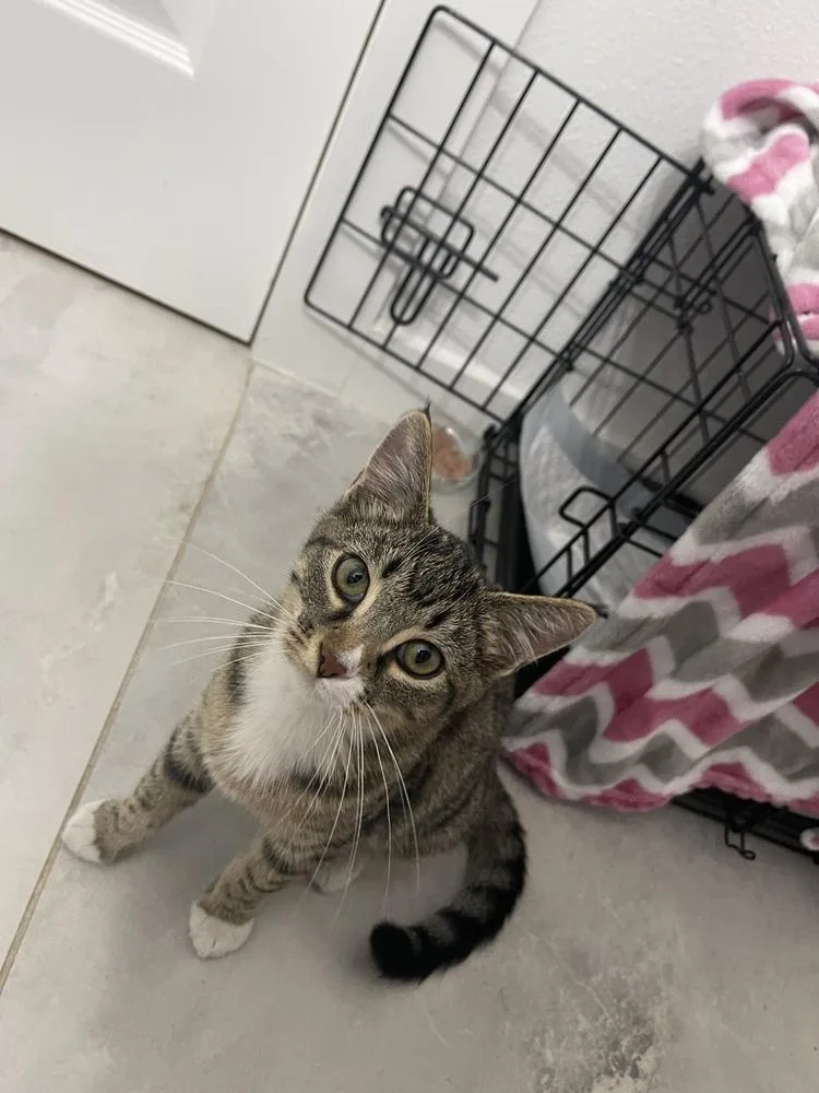 Mountain Dew Baja Blast thumbnail 3