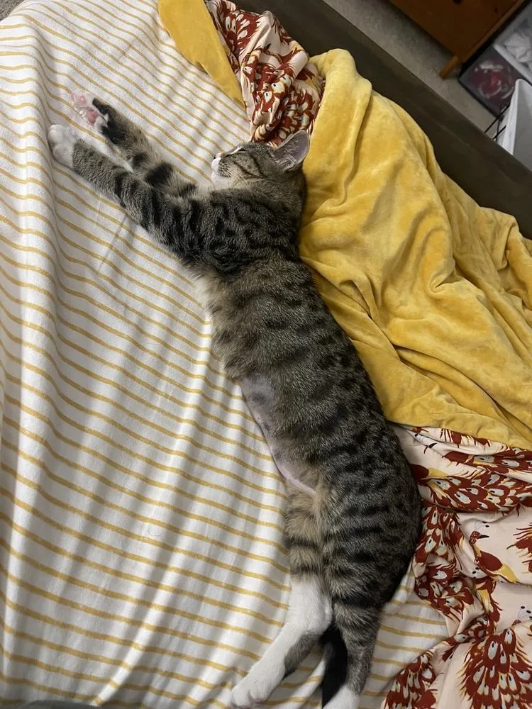 Mountain Dew Baja Blast thumbnail 4