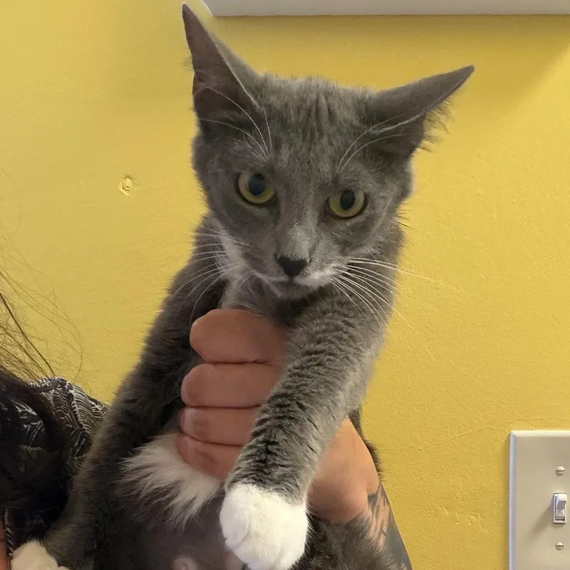 A young small-sized female Gray / Blue / Silver Domestic Short Hair cat named Joesphine for adoption in Webster, TX