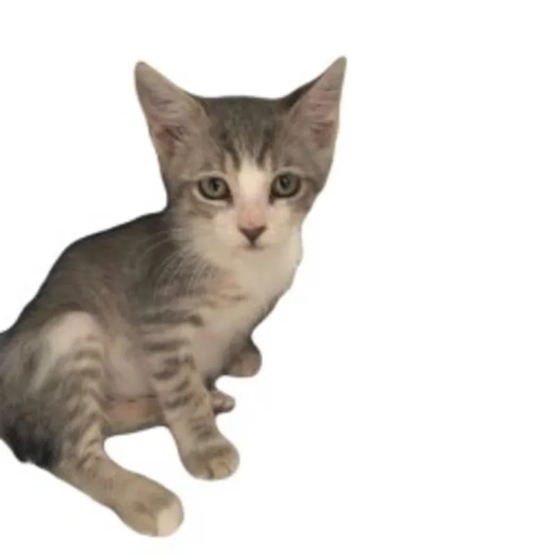 A baby medium-sized female Tabby (Gray / Blue / Silver) Tabby cat named Mazie for adoption in Red Bluff, CA