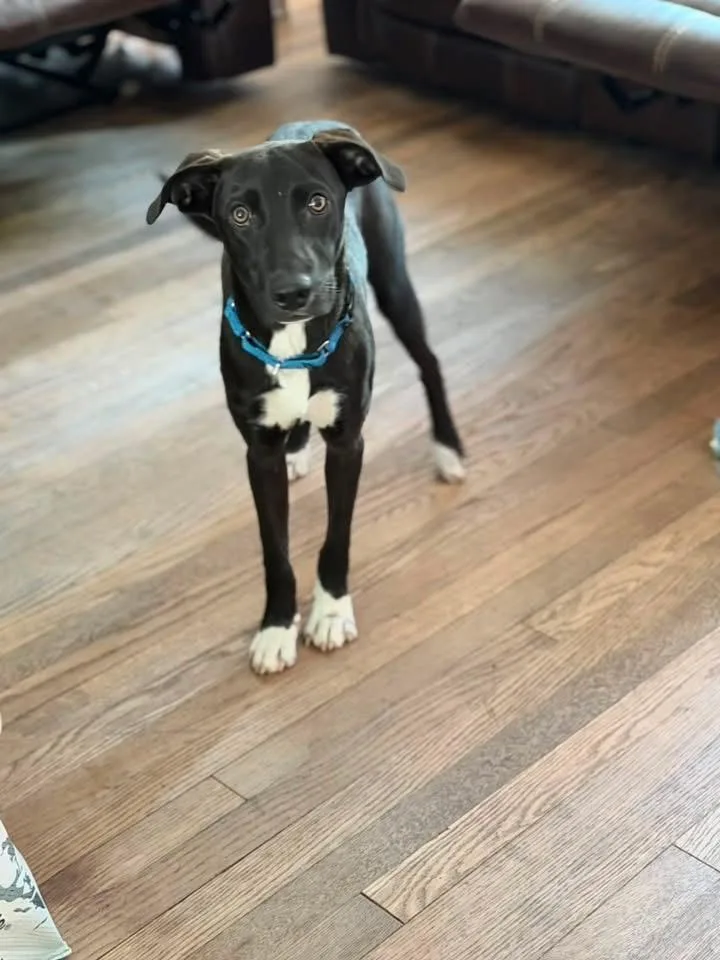 A baby medium-sized male Mixed Breed dog named Frodo for adoption in Highland, NY