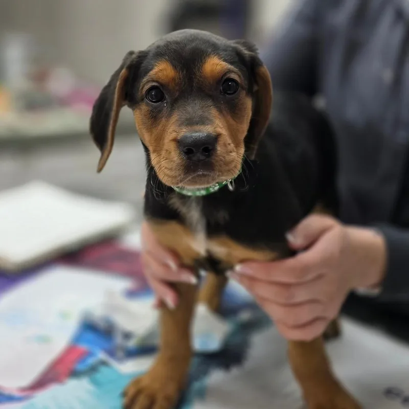 A young medium-sized female Black Hound dog named Josephine for adoption in Huntsville, AL