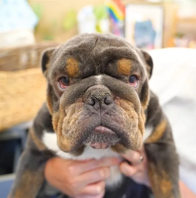 Laszlo