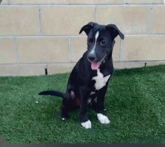 A young medium-sized male Labrador Retriever dog named Atlas for adoption in Mentone, CA