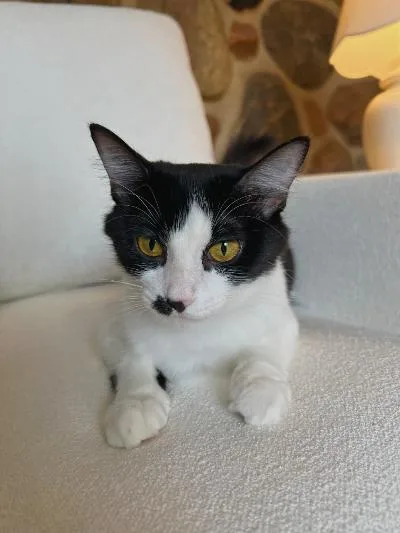 A young medium-sized female Black & White / Tuxedo Domestic Short Hair cat named Willodean for adoption in Mokena, IL