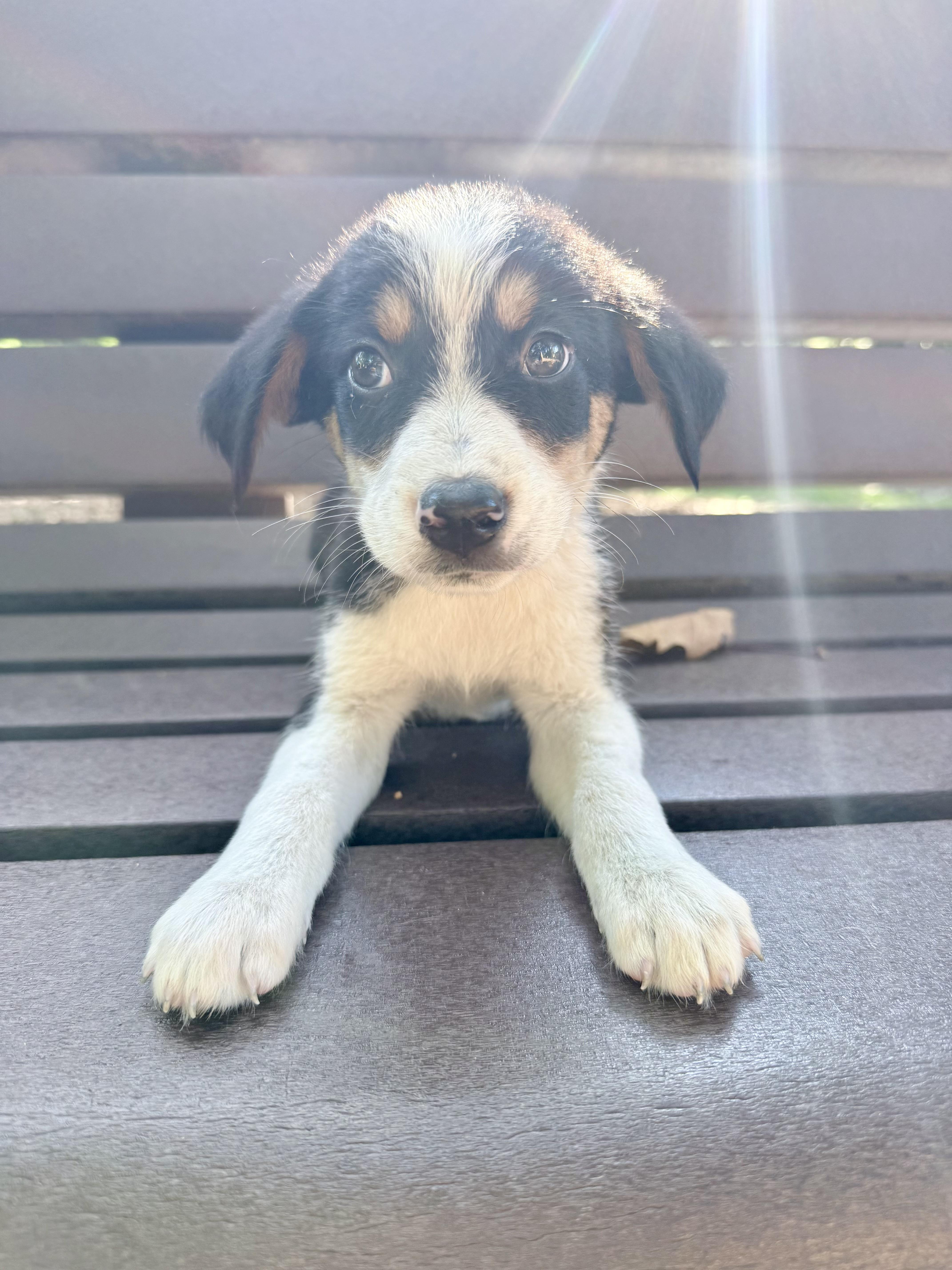 A baby medium-sized male Beagle dog named Hobbs for adoption in Fairfax, VA