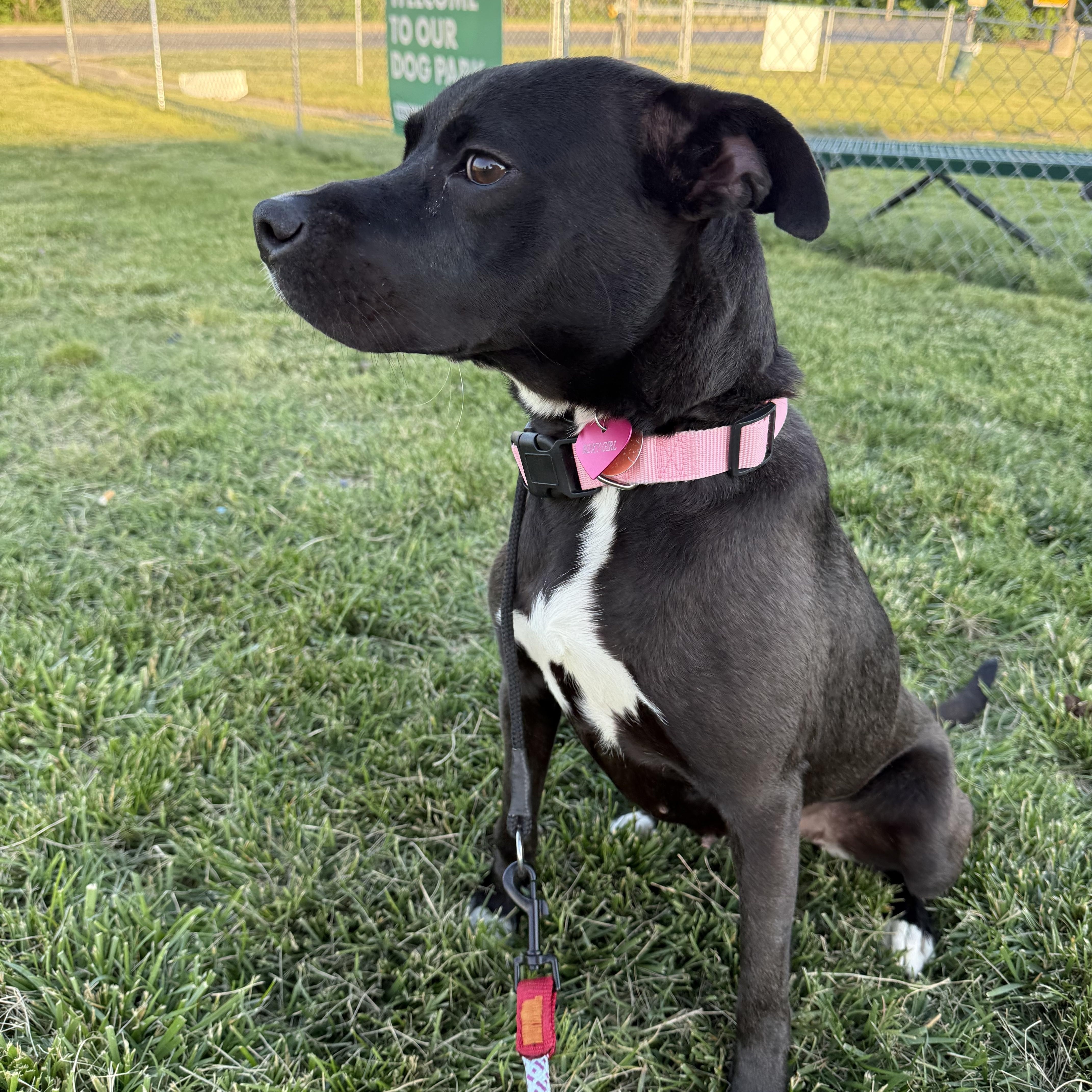 An adult medium-sized female Black Pit Bull Terrier dog named Roxy for adoption in Indianapolis, IN