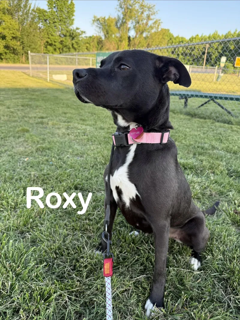 Roxy thumbnail 3