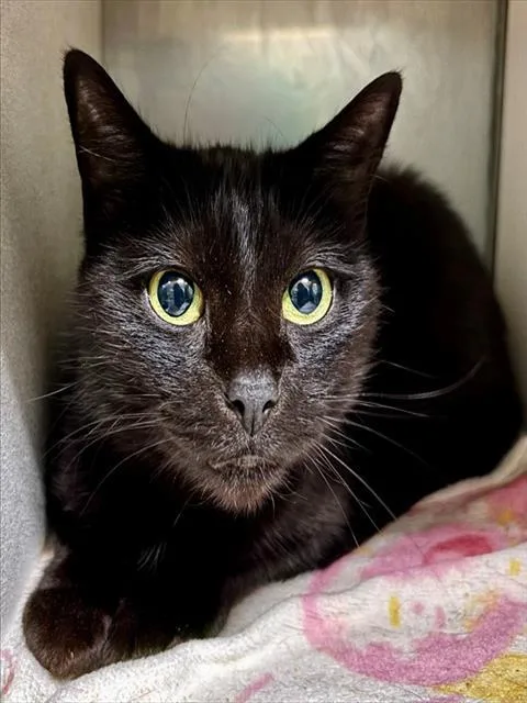 A young small-sized female Domestic Short Hair cat named Tippy for adoption in York, SC
