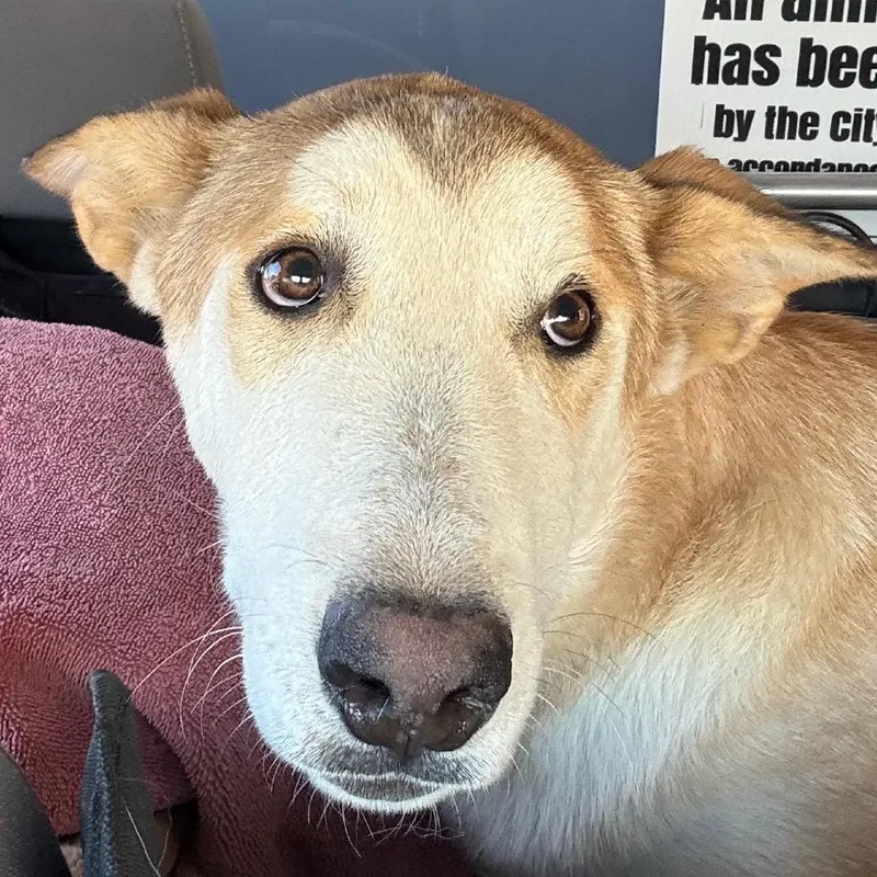 A young small-sized male Husky dog named HACCStray for adoption in Henderson, NV