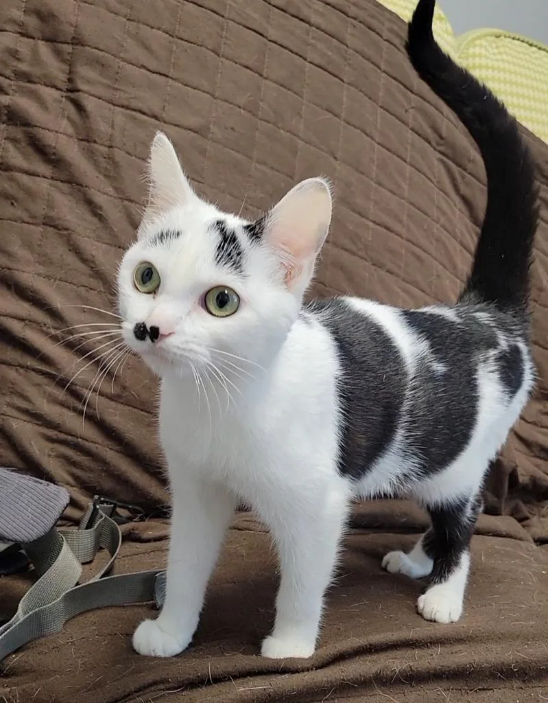 A baby medium-sized female Domestic Short Hair cat named Michelle for adoption in Sandusky, OH