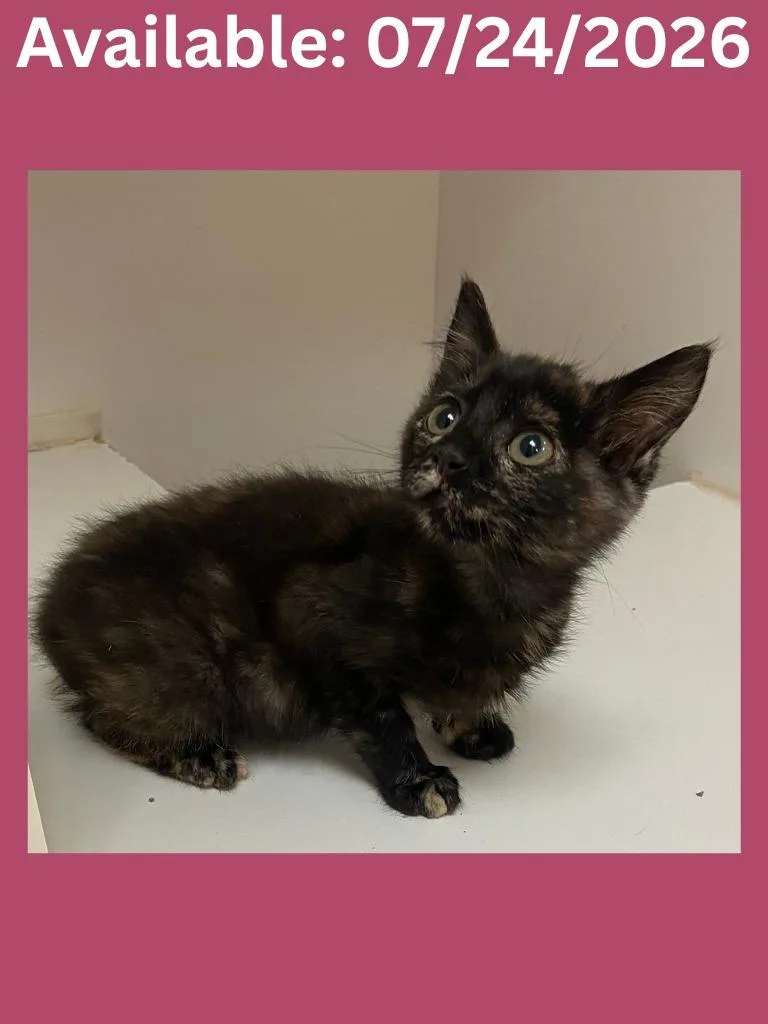 A baby medium-sized female Domestic Short Hair cat named Cat Condo for adoption in Greenville, TX