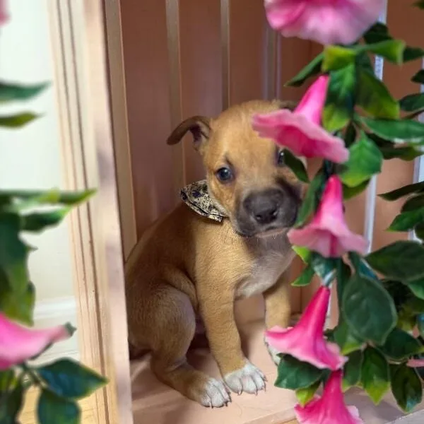 A baby large-sized male Yellow / Tan / Blond / Fawn Pit Bull Terrier dog named Branch Wayne Perla for adoption in Friendswood, TX