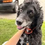 A senior medium-sized male Black Cocker Spaniel dog named Kailo for adoption in Hilliard, OH