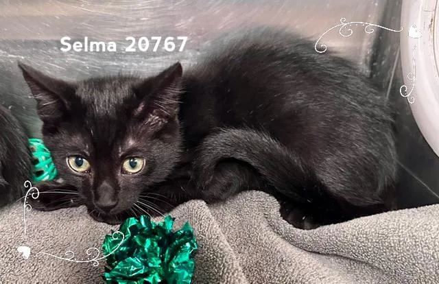 A baby medium-sized female Black Domestic Short Hair cat named Selma for adoption in Marietta, GA