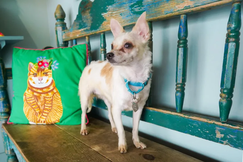 An adult small-sized female White / Cream Chihuahua dog named Vanilla Bean for adoption in San Antonio, TX