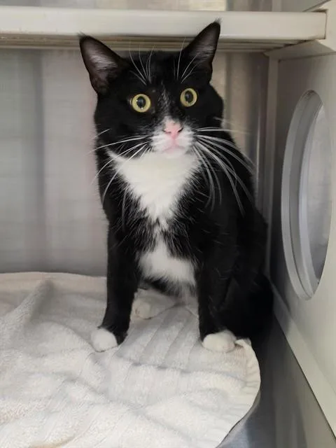 An adult large-sized male Domestic Short Hair cat named Georgie for adoption in Saint Peters, MO