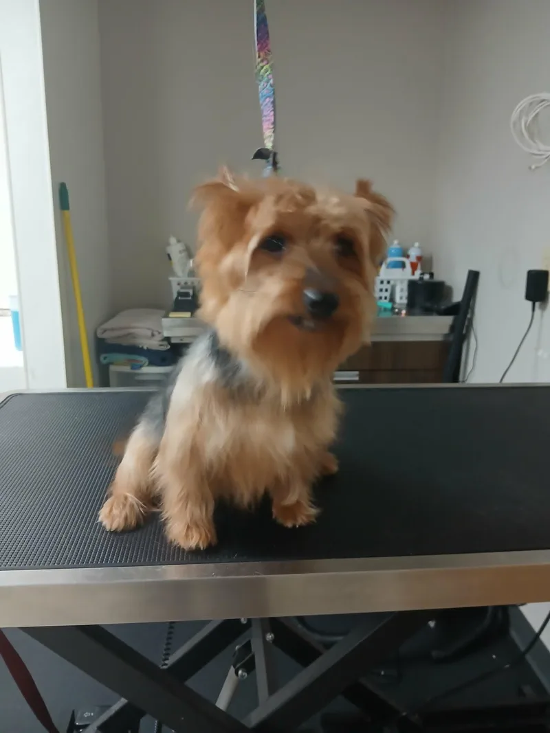 An adult small-sized male Yellow / Tan / Blond / Fawn Yorkshire Terrier dog named Milo for adoption in Vernon, CT
