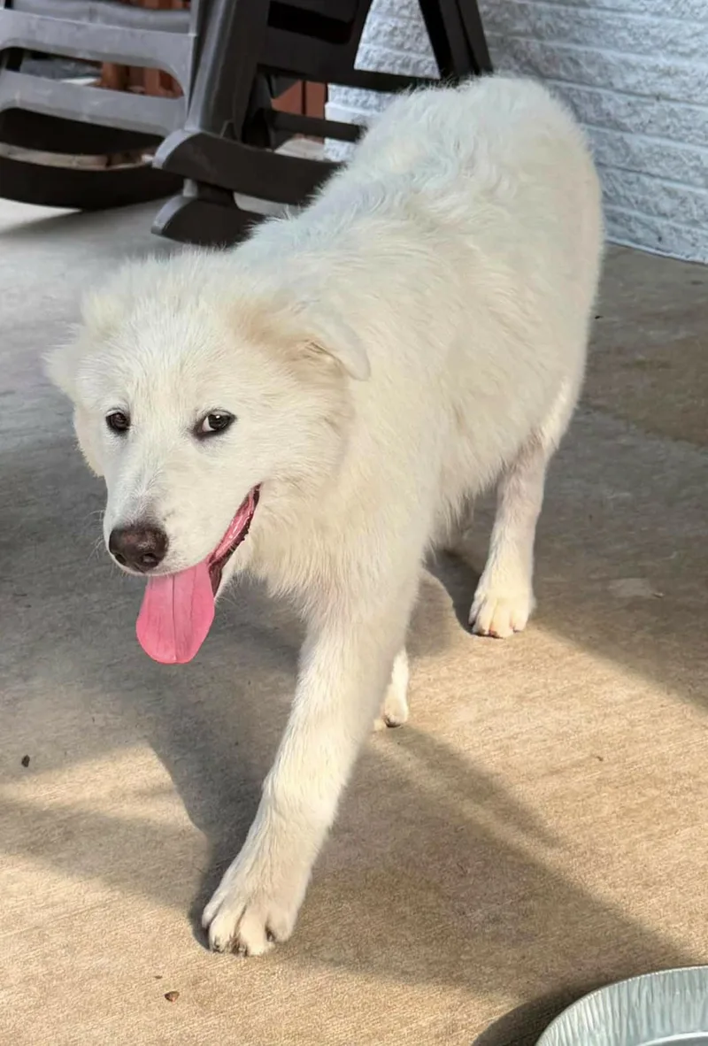 A baby large-sized female Retriever dog named Chapis for adoption in Allen, TX