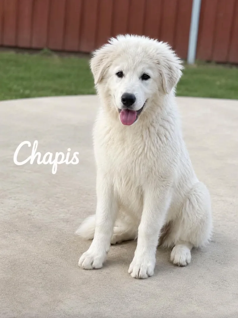 Chapis thumbnail 2
