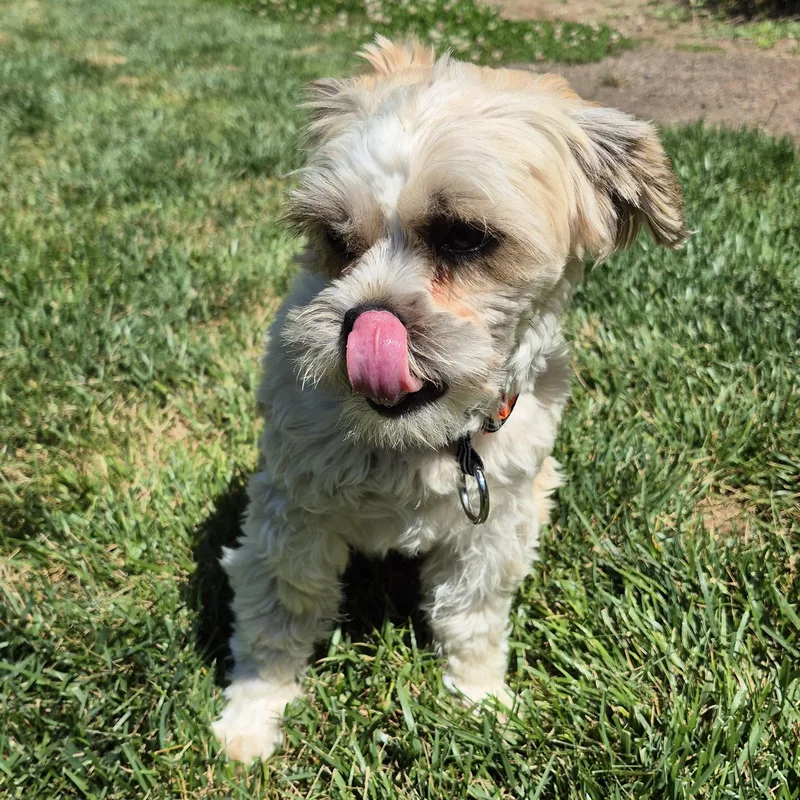 A baby small-sized male Apricot / Beige Shih Tzu dog named Kevin for adoption in Malibu, CA
