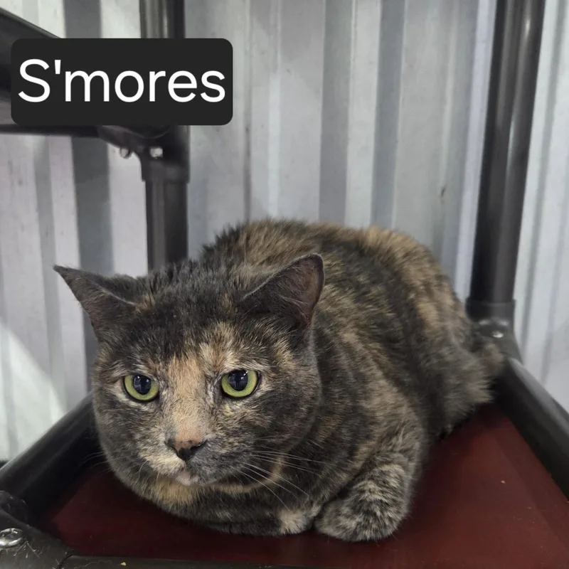 An adult medium-sized female Tortoiseshell Domestic Short Hair cat named S'mores for adoption in SNOW HILL, NC