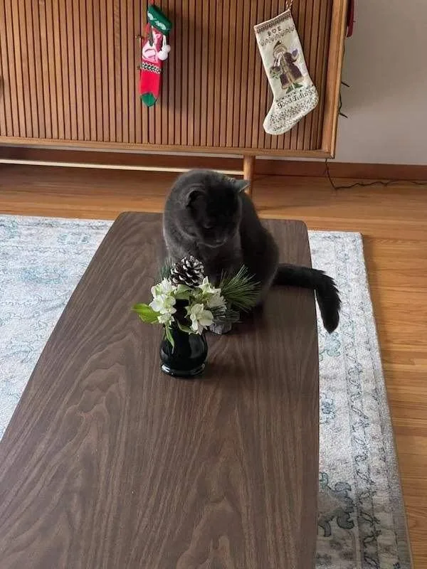 Buddy And Artemis thumbnail 2